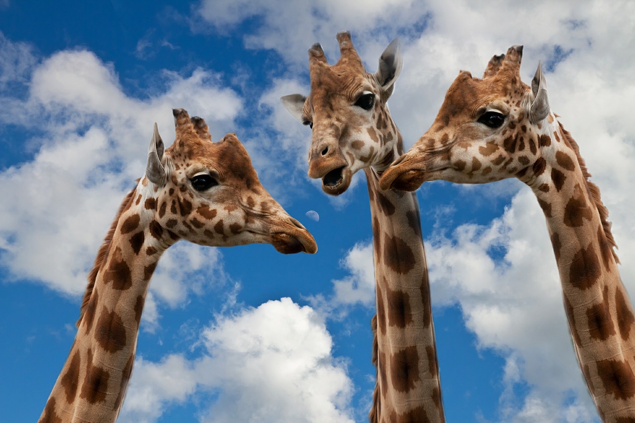 Plaisirdetresoi-plaisir detre soi-se sentir envahi-envahir-envahissement-coaching-confiance en soi-formation-developpement-personnel-meditation-yoga-giraffes